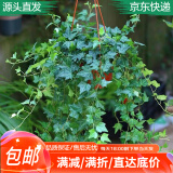 萌肉居垂吊盆栽植物室内外四季爬藤绿植/常青藤原盆土+备用盆源头直发