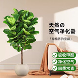 叹为观止大型盆栽金钱榕百合竹金钱树发财树清香木办公室内落地款中型植物 棒棒糖琴叶榕1.3-1.5米 含盆