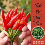 寿禾 辣椒苗各种椒苗寿光菜苗苗子朝天椒树苗带土发货秋冬山东蔬菜苗 簇生朝天椒苗3棵