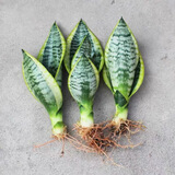 佰花锦金边虎皮兰盆栽好养常青绿植好养矮脚花卉室内客厅办公室耐旱 3颗精品金边虎皮兰裸根 整体高度约25-35cm