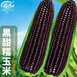 寿禾 超甜水果玉米种子大全紫糯黑甜糯可生食粘甜种孑春夏季寿光蔬菜 【黑甜糯】昕糯9102玉米种子50g