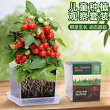 沪上花匠儿童种植小盆栽幼儿园观察植物种子凤仙花种籽子小学生向日葵种孑 【樱桃番茄】高透明观察窗套装+（送20页观察记录本