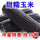 时染（SHIRAN）东北黑糯玉米10根装新鲜真空包装即食早餐嫩糯黑糯甜黏糯黑玉米 精选 黑糯玉米 5根装