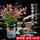 劉閣蘭花5色可选 水培梦香兰花苗带盆发货香水文心兰奶油味室内花卉盆栽草 红色文心兰带7支花剑 带北欧水培盆