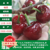 欧悟【买2颗送1颗】嫁接车厘子树苗大樱桃树苗盆栽果树苗木南北方种植 福晨樱桃苗 6年苗当年结果