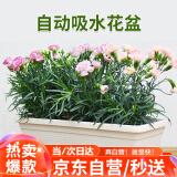 花沃里长方形花盆带托盘2个 阳台种菜盆种菜箱种子育苗盘种植箱米白大号