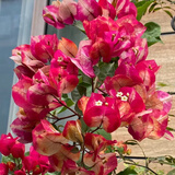 苗充充稀有三角梅新品四季开花幼苗盆栽阳台好养花 印度画报【包对版成活+肥料】 八年生枝条扦插成活【花开满树】