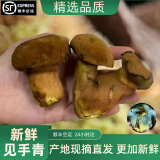 知鲜之鲜见手青云南新鲜【顺丰空运次日达】红葱牛肝菌云南野生鸡枞菌送礼 新鲜见手青 250g