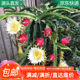 萌肉居火龙果果苗红心火龙果白心火龙果庭院种植苗30cm高2棵源头直发