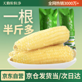 天勤粒粒净有机白糯玉米8穗*260g（4.1斤）低脂玉米棒玉米真空包装早餐代餐