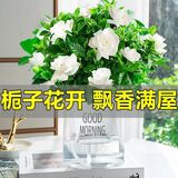 萌肉居易活盆栽花卉水培土培绿植桌面植物浓香型栀子花+早安盆源头直发