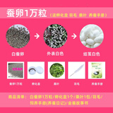 沃绣 蚕卵 白色蚕卵金丝蚕卵彩色蚕卵蚕种蚕宝宝活体套装喂新鲜桑叶 白蚕卵1万粒+桑叶