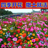 绿达进口三叶草种子白三叶红三叶草籽四季常青护坡绿化庭院野花组合籽 抗旱野花组合种子1斤
