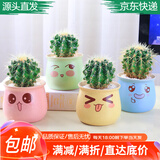 急兔仙人球多肉植物芦荟花卉盆栽绿植仙人球1随机陶瓷盆1个土源头直发