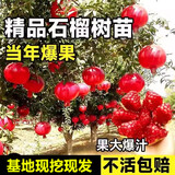 欧悟石榴树树苗 嫁接突尼斯软籽无籽石榴树苗 庭院阳台盆栽地栽果树苗 突尼斯软籽6年苗结果多 70cm(含)-150cm(含)