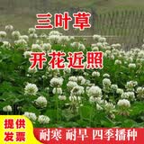 绿达进口三叶草种子白三叶红三叶草籽四季常青护坡绿化庭院野花组合籽 白三叶种子净籽一斤抗旱抗寒