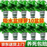 双盟绿萝盆栽除甲醛花卉绿植办公室新房净化空气 120款10盆源头直发