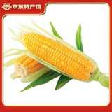 禾久万全县玉米 简装真空富硒黄玉米 8只装 甜糯玉米真空（需要冷藏）