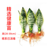 锦枫（jinfeng）虎皮兰植物长脚盆栽室内卧室客厅大型裸苗 3颗金边虎皮兰(20-30cm) 不含盆