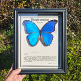 大蓝闪蝶标本【真蝴蝶标本】稀有进口天堂凤蝶摆件 大蓝闪蝶 10寸框