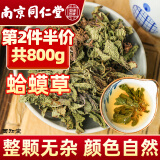 西知堂蛤蟆草400g新鲜癞蛤蟆草头种子中草药材荔枝草皱皮草雪见草