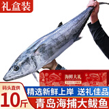 朵芙【海鲜礼盒】青岛大鲅鱼 净重春鲅鱼礼品鲅鱼 海鱼马鲛鱼深海生鲜 【礼盒-春鲅鱼】大鲅鱼10-11斤
