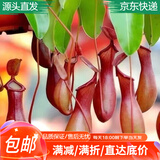 急兔猪笼草盆栽捕蝇草驱蚊草巨夹捕蝇草庭院绿植猪笼草原盆土源头直发