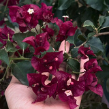 苗充充稀有三角梅新品四季开花幼苗盆栽阳台好养花 黑暗行者【包对版成活+肥料】 八年生枝条扦插成活【花开满树】