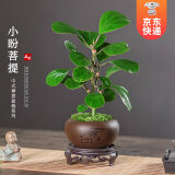 开时果 小盼菩提盆栽（带果发货）中式禅意绿植物桌面盆景源头直发包邮 舍得盆+苔藓+底托（2-5颗果子） 小盼菩提（带果发货-含盆植）