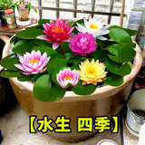 蝶沾花大睡莲水养盆栽根块四季水生水培植物种子花卉耐寒荷花水莲花池塘 大睡莲花根块 3个 不带盆