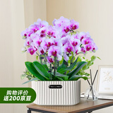 爱优尚蝴蝶兰带花苞盆栽秋冬兰花苗年宵花四季花卉植物粉雅室内源头直发