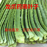 木立芦荟龙爪菊芦荟盆栽食用新鲜基地现挖发货现摘新鲜叶子 新鲜老叶片药用2斤