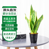 萌肉居金边虎皮兰盆栽虎尾兰耐旱桌面绿植花卉金边虎皮兰原盆源头直发