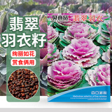 贝意品羽衣甘蓝种籽观赏食用特菜蔬菜种子叶牡丹花园春秋季阳台盆栽菜籽