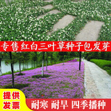 绿达进口三叶草种子白三叶红三叶草籽四季常青护坡绿化庭院野花组合籽 波斯菊混色中杆一斤