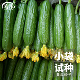 寿禾 旱黄瓜种子强雌籽种各种水果青瓜秋季四季蔬菜寿光种籽 [小袋装]水果黄瓜种子10粒试种