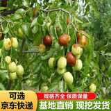 枣树活苗当年结果地栽枣子树苗南方北方种植枣树嫁接苗特大青枣苗 金丝枣4年嫁接苗(当年结果)