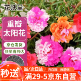 花沃里重瓣太阳花种子2g约2万粒 花卉种子阳台盆栽庭院向日葵凤仙花籽