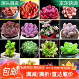 萌肉居多肉植物盆栽绿植花卉多肉套餐/钱串多头+金钱木锦原盆土源头直发