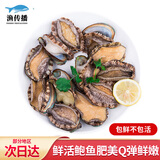 渔传播【保鲜不保活】鲜活鲍鱼 净重1斤 6-8只 生鲜海鲜贝类 源头直发