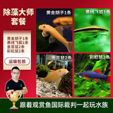 云峰海瑞清洁鱼活体热带鱼观赏鱼水族宠物工具鱼垃圾鱼老鼠鱼鱼缸除藻 除藻大师套餐 共6条