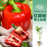 寿禾 彩椒苗灯笼椒青椒菜椒种苗方椒秋冬季蔬菜苗种苗寿光菜种苗 (红甜椒）红椒苗 6棵