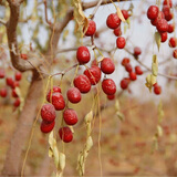 奇果出疆新疆直发红枣灰枣1000g特产若羌小枣子新货零食蜜饯果干煲汤煮粥 新疆灰枣1000g共2斤