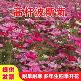 绿达进口三叶草种子白三叶红三叶草籽四季常青护坡绿化庭院野花组合籽 波斯菊混色高杆一斤