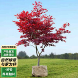 泰西丝红枫树苗盆景盆栽庭院地栽绿化苗木 红枫树苗约2cm粗 源头直发