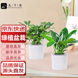 九千谷金钻鸭脚木绿植盆栽植物花卉小盆景好养易活懒人盆栽源头直发