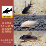 鱼官儿清道夫工具鱼除藻鱼巧克力娃娃小精灵黄金胡子皇冠飞机观赏清洁鱼 小鼠鱼1条【2cm+随机款特价】