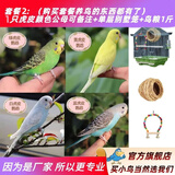 万宠汇 鸟活体虎皮鹦鹉笼养牡丹玄风活鸟学说话手养小太阳鹦鹉宠物鹦鹉 虎皮一只颜色备注+单层笼+1斤粮