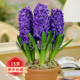 欧悟 进口带芽风信子种球 室内盆栽花卉绿植耐寒易活植物水培花卉球根 蓝珍珠 单颗种球 单颗种球不含盆