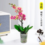 爱你一万年蝴蝶兰花苗带花剑带花苞盆栽兰花大苗客厅室内植物花卉四季好养活 【带花发货】金蝶蝴蝶兰 赠送：支架+夹子